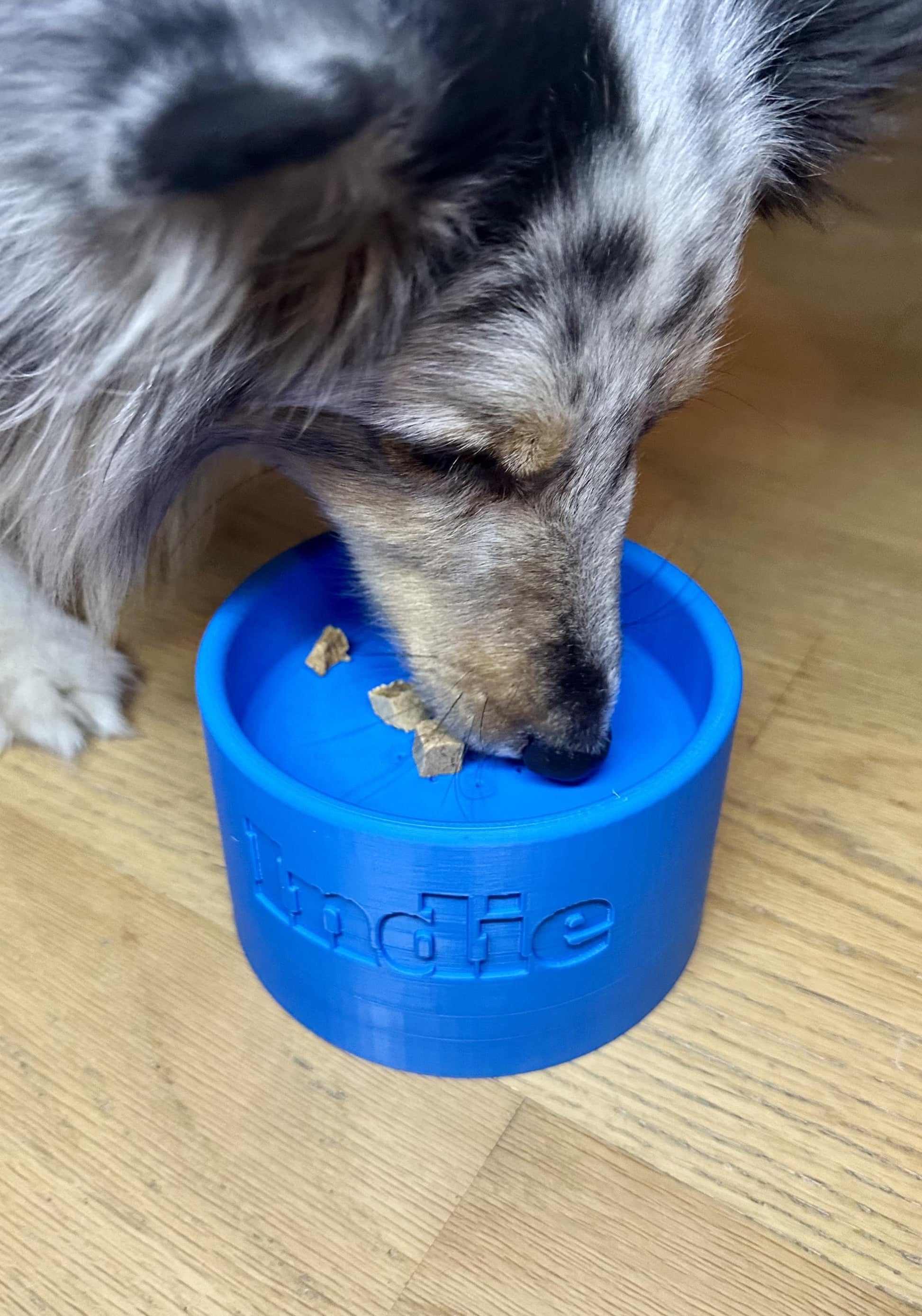 Scent Work Training Bowl for Dogs – Nosework and Scent Detection Tool – Pairing Dish - Personalized or Basic – Customizable Colors & Sizes